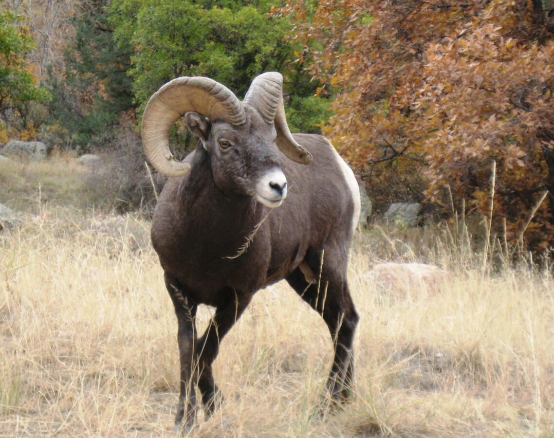 Big Horn Sheep